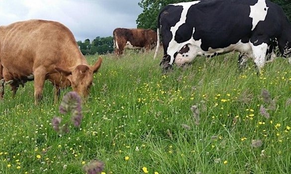 Cows grazing in a field